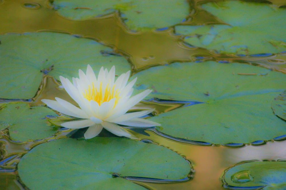 Water Lilly Aglow