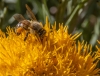 Bee in Rabbitbrush